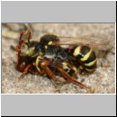 Nomada lathburiana - Wespenbiene 04d 10mm Paarung.jpg